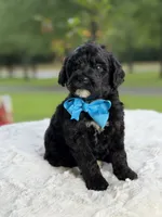 Carson , a male Miniature Goldendoodle for sale in Mayfield, KY – 9 of 9
