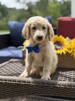 Anthony, a male Miniature Goldendoodle for sale in Mayfield, KY – 5 of 10