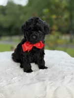 Carter , a male Miniature Goldendoodle for sale in Mayfield, KY – 8 of 10