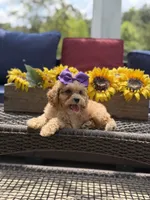 Bridie, a female Miniature Goldendoodle for sale in Mayfield, KY – 8 of 10