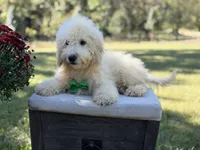 Buddy , a male Miniature Goldendoodle for sale in Mayfield, KY – 4 of 10