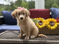 Angel, a female Miniature Goldendoodle for sale in Mayfield, KY – 3 of 10