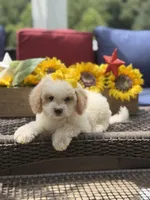 April, a female Miniature Goldendoodle for sale in Mayfield, KY – 3 of 10