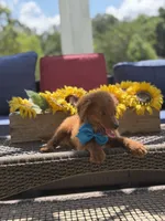 Boo, a male Miniature Goldendoodle for sale in Mayfield, KY – 9 of 10