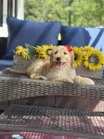 Dolly , a female Goldendoodle for sale in Mayfield, KY – 10 of 10