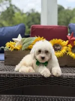 Asher, a male Miniature Goldendoodle for sale in Mayfield, KY – 10 of 10