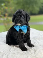 Carson , a male Miniature Goldendoodle for sale in Mayfield, KY – 6 of 9