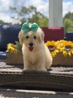 Bess, a female Miniature Goldendoodle for sale in Mayfield, KY – 2 of 10