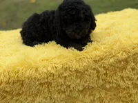 Hope, a female Miniature Bernedoodle for sale in Mayfield, KY – Photo 9 of 10