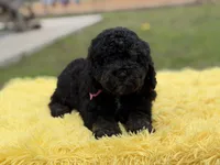 Hope, a female Miniature Bernedoodle for sale in Mayfield, KY – Photo 5 of 10