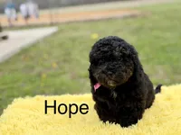 Hope, a female Miniature Bernedoodle for sale in Mayfield, KY – Photo 1 of 10
