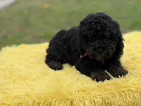 Hope, a female Miniature Bernedoodle for sale in Mayfield, KY – Photo 8 of 10