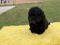 Hope, a female Miniature Bernedoodle for sale in Mayfield, KY – Photo 3 of 10