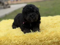 Hope, a female Miniature Bernedoodle for sale in Mayfield, KY – Photo 7 of 10