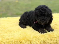 Hope, a female Miniature Bernedoodle for sale in Mayfield, KY – Photo 10 of 10