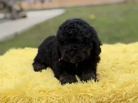 Hope, a female Miniature Bernedoodle for sale in Mayfield, KY – Photo 6 of 10