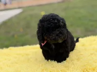 Hope, a female Miniature Bernedoodle for sale in Mayfield, KY – Photo 4 of 10
