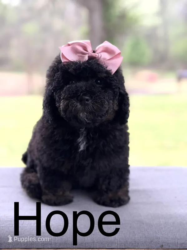 Hope – Miniature Bernedoodle puppy for sale in Mayfield, KY