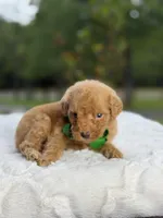 Chase , a male Miniature Goldendoodle for sale in Mayfield, KY – 7 of 10