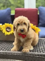 Aiden, a male Miniature Goldendoodle for sale in Mayfield, KY – 6 of 10