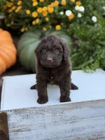 Edger, a male Miniature Aussiedoodle for sale in Mayfield, KY – 8 of 8