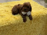 Cooper , a male Miniature Goldendoodle for sale in Mayfield, KY – Photo 9 of 10