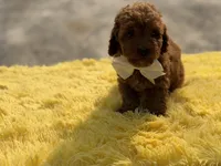 Cooper , a male Miniature Goldendoodle for sale in Mayfield, KY – Photo 5 of 10