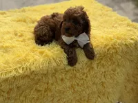 Cooper , a male Miniature Goldendoodle for sale in Mayfield, KY – Photo 10 of 10