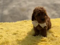 Cooper , a male Miniature Goldendoodle for sale in Mayfield, KY – Photo 4 of 10