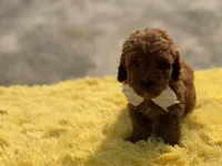 Cooper , a male Miniature Goldendoodle for sale in Mayfield, KY – Photo 2 of 10