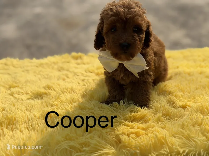 Cooper  – Miniature Goldendoodle puppy for sale in Mayfield, KY