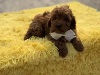 Cooper , a male Miniature Goldendoodle for sale in Mayfield, KY – Photo 8 of 10