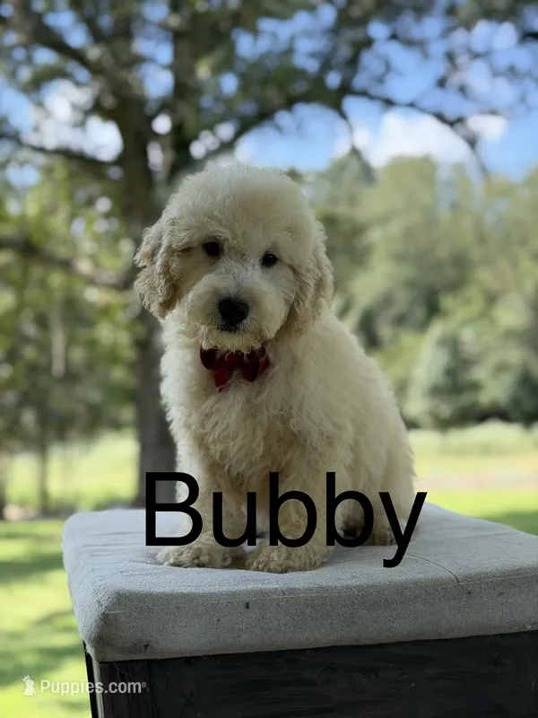 Buddy  – Miniature Goldendoodle puppy for sale in Mayfield, KY