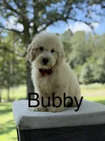 Buddy , a male Miniature Goldendoodle for sale in Mayfield, KY – 1 of 10