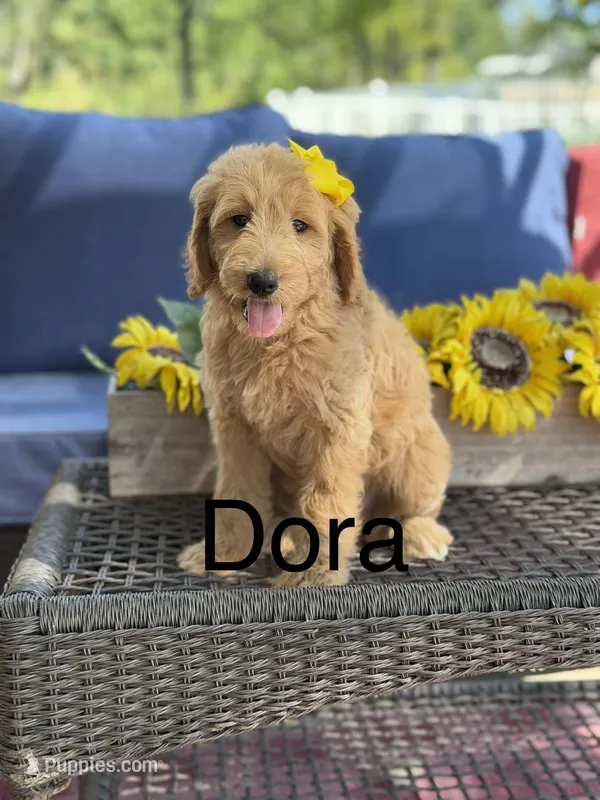 Dora – Goldendoodle puppy for sale in Mayfield, KY