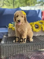 Dora, a female Goldendoodle for sale in Mayfield, KY – 1 of 10