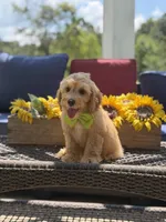 Bucky, a male Miniature Goldendoodle for sale in Mayfield, KY – 3 of 9