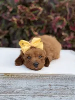 Lucy, a female Miniature Goldendoodle for sale in Mayfield, KY – 10 of 10
