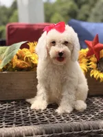 Adrian, a female Miniature Goldendoodle for sale in Mayfield, KY – 6 of 10