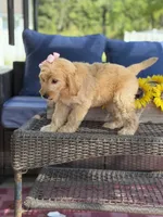 Diva, a female Goldendoodle for sale in Mayfield, KY – 5 of 10