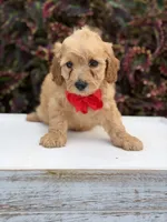 Lance, a male Miniature Goldendoodle for sale in Mayfield, KY – 5 of 10