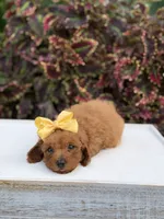 Lucy, a female Miniature Goldendoodle for sale in Mayfield, KY – 9 of 10
