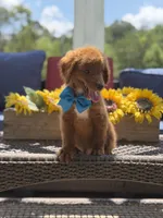 Boo, a male Miniature Goldendoodle for sale in Mayfield, KY – 2 of 10