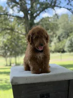Buzz, a male Miniature Goldendoodle for sale in Mayfield, KY – 5 of 10