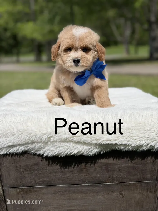 Peanut – Miniature Goldendoodle puppy for sale in Mayfield, KY