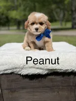 Peanut, a male Miniature Goldendoodle for sale in Mayfield, KY – Photo 1 of 10