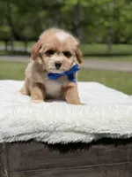 Peanut, a male Miniature Goldendoodle for sale in Mayfield, KY – Photo 7 of 10