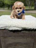 Peanut, a male Miniature Goldendoodle for sale in Mayfield, KY – Photo 8 of 10