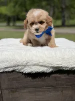 Peanut, a male Miniature Goldendoodle for sale in Mayfield, KY – Photo 10 of 10