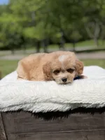 Peanut, a male Miniature Goldendoodle for sale in Mayfield, KY – Photo 3 of 10